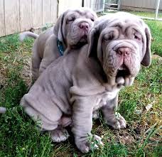 Over 7,274 mastiff dog pictures to choose from, with no signup needed. Neapolitan Mastiff Puppies Aww