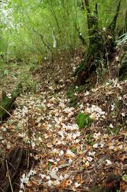 Keygens for all software are here. Karopi The Hills Are Like Shouts Of Children Who Raise Their Arms Trying To Catch Stars 9 é 