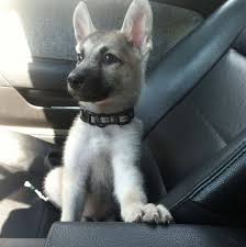 Dark sable long coat german shepherd puppy, wolfgang haus german shepherds texas.jpg. Silver Sable German Shepherd German Shepherd Fans Facebook