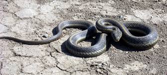 Sizing chart for millennium two and nastia champions velcro grips. Giant Garter Snake Amphibians And Reptiles Endangered Species Accounts Sacramento Fish Wildlife Office