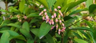 Image result for Myrsinaceae