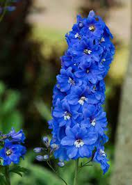 How To Get Delphiniums To Bloom Twice In One Season Empress Of Dirt Flowers Perennials Delphinium Flowers Larkspur Flower