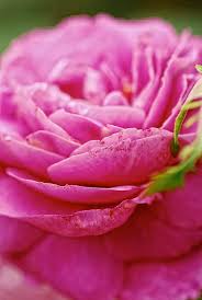 Neem will also control the larvae of a number of lawn pests usually lumped together as white grubs. sprays will also help to control disfiguring foliar diseases like mildews and black spot. Growing Roses May Be Easier Than You Think Growing A Greener World