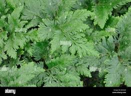 Image result for Selaginella eublepharis
