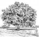 Image result for Ficus sansibarica