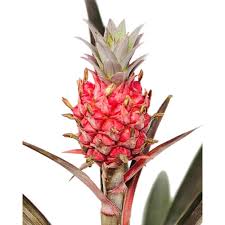 What are the shipping options for indoor plants? You Can Get A Pineapple Plant From Home Depot And They Ll Deliver It To Your Door