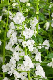 Image result for Angelonia