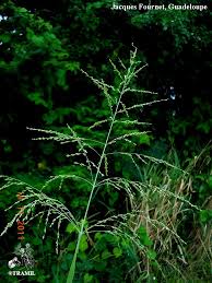 Image result for Panicum maximum
