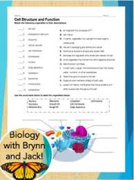 Cell Structure And Function Review Worksheet Structure And Function Cell Structure Cells Worksheet