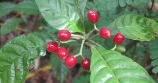 Image result for Psychotria palustris