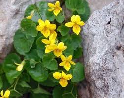 Image result for Barleria rotundifolia
