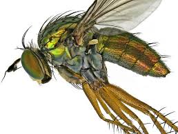 Image result for Dolichopentas