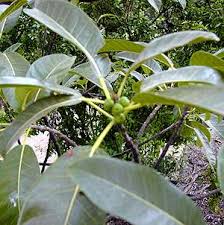 Image result for Ficus pseudomangifera