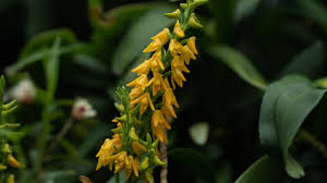 Image result for Polystachya virginea