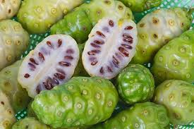 Image result for Morinda