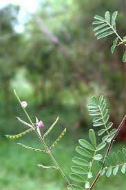 Image result for Tephrosia purpurea