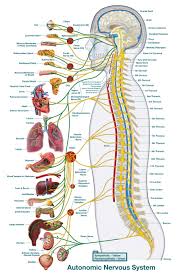 What Is Chiropractic Thinc Chiropractic