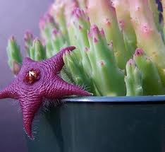 Image result for Stapelia