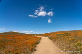 Maybe you would like to learn more about one of these? Antelope Valley California Poppy Reserve Blankets Of Orange Poppys California Through My Lens