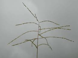 Image result for Digitaria velutina