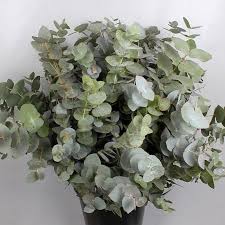 Our happy and successful clientele is enough to. Eucalyptus Cinerea 65cm 300gm Wholesale Flowers Florist Supplies Uk