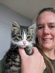 Kittens looking for a new home, 2 boys born in August