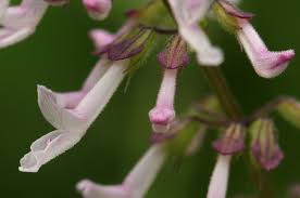 Image result for Orthosiphon thymiflorus