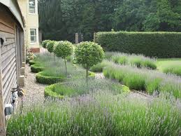 Tessa Hobbs Design Bay Trees Box And Lavender Love It Lavender Garden Lavendar Garden Garden Design