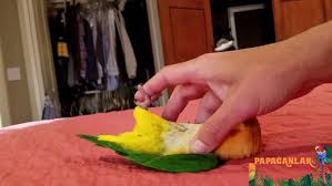 Caique Papagani Bakimi Caique Papagani Fiyat Caique Papagani Fiyatlar Caique Papagani Nereden Bulabilirim Caique Papagani Ozell