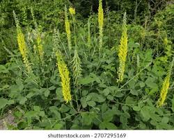 Image result for Crotalaria eremicola