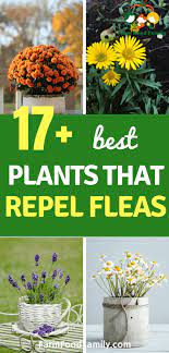 Natural Flea Repellents 17 Best Plants That Repel Fleas Flea Repellent Plants Cool Plants