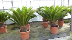 Dieser pinnwand folgen 2272 nutzer auf pinterest. Innen Mega Palmfarn 120 140 Cm Cycas Revoluta Sagopalme Palme Aussen Blumen Pflanzen Garten Balkonpflanzen Livemillennium Com