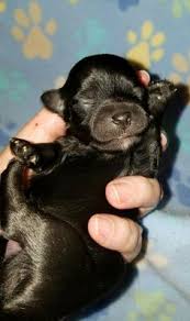 Feel free to connect with them to discover what havanese puppies are for sale in tx today! 41 Austin Havanese Puppies Austin Havanese Gmail Com Ideas Havanese Puppies Havanese Breeders Havanese