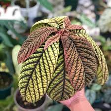 Image result for Ardisia staudtii