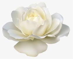 Check spelling or type a new query. White Roses Png Images Transparent White Roses Image Download Pngitem