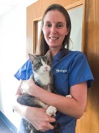 It is easier to prevent disease or detect it in the initial stages, than to wait for a prolonged shape and a long time to heal. Chronic Gastrointestinal Disease In Cats Mspca Angell