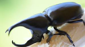 Résultat de recherche d'images pour "rhino beetle"