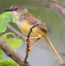 Yellow Bellied Prinia Nakhon Swamp Thailand Pet Birds Beautiful Birds Bird Species