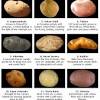 Gold potatoes flavorful yellow seeds fleshed potato idk y i cant put up a photo but it's like 2 small potatoes but they're all aged so it should be perfect for growing. 1