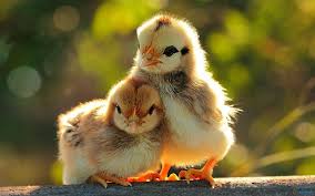 We did not find results for: Cute Hd Wallpapers For Laptop Full Screen