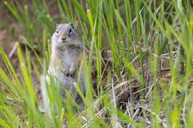We did not find results for: Uinta Ground Squirrel Yellowstone National Park U S National Park Service