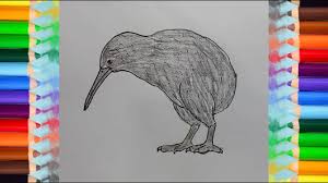 Begin by drawing the features of the salamander's face. How To Draw A Kiwi Bird Step By Step Bird Drawing Easy