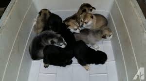 Unfortunately i can not keep it. 10 Gerberian Shepsky A K A Husky Shepherd Mix Puppies For Adoption For Sale In Mission Texas Classified Americanlisted Com