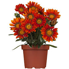 Gazanie, blossom, flora, flower, flowers, garden, gazanie, green, light, nature, orange, petal, spring, summer, sunflower, sunlight, yellow. Halbstrauch Gazanie Topf O Ca 13 Cm Gazania Kaufen Bei Obi