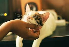 It's sad when your cat, dog or other pet passes away. Grieving The Loss Of A Pet Brynna Connor Md