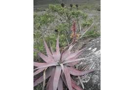 Image result for Aloe aculeata × globuligemma