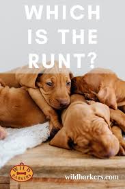 I'm new to the puppy thing but i would have thought he would gobble it up all at once. Which One Is The Runt Should I Buy The Runt Puppy Development Small Puppies Puppies