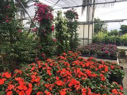 Browse our wide selection of beautiful accent trees, flowering shrubs, perennials & more. Southern Gardens Nursery West Palm Beach Retail Farming Crop Nursery Grove