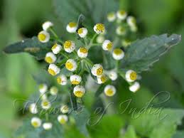 Image result for Dichrocephala