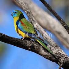 Image result for Turraea vogelii